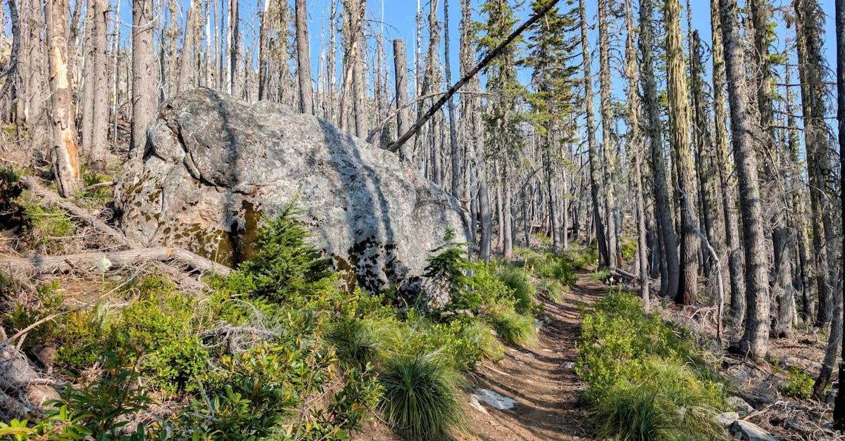 découvrez les erreurs courantes à éviter lors de vos sorties trail pour améliorer vos performances et profiter pleinement de vos aventures en nature.